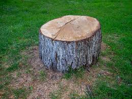 Best Arborist Consultation Services  in Bort, GA
