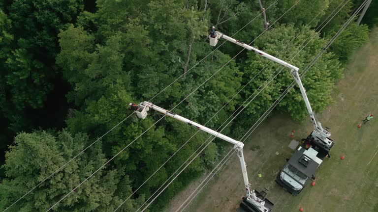 Best Emergency Tree Removal  in Bort, GA