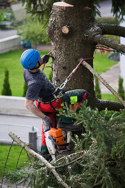 Best Tree Mulching  in Bort, GA